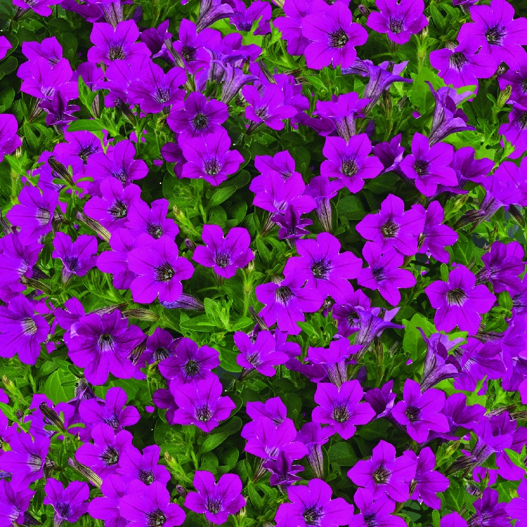 Mini petunie asortata 13 cm