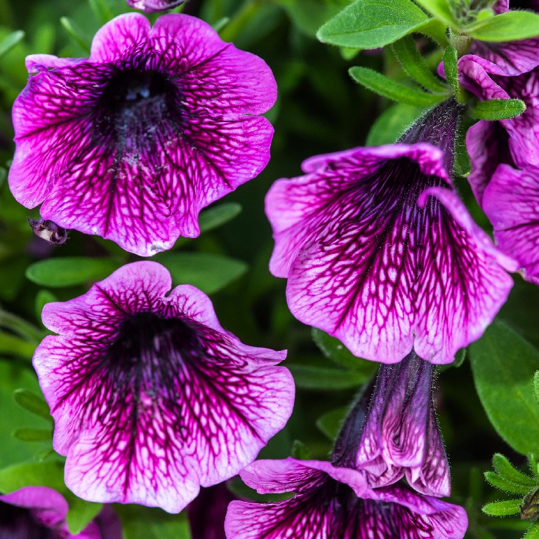 Mini petunie asortata 13 cm