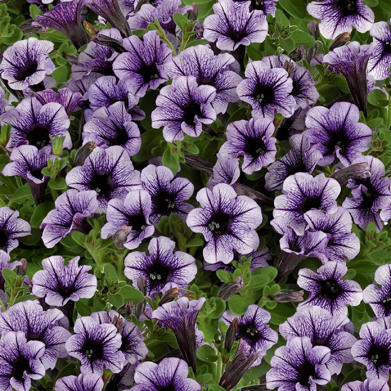 Mini petunie asortata 13 cm