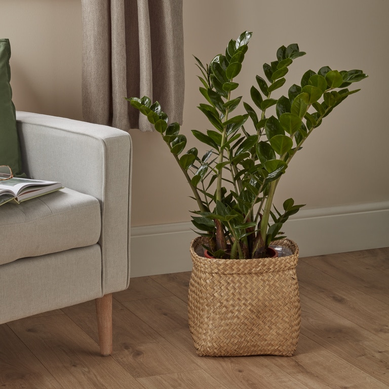 Planta de interior Zamioculas Zamiifloria, D21 cm H95 cm