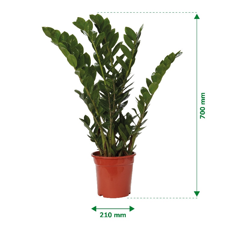 Planta de interior Zamioculas Zamiifloria, D21 cm H95 cm