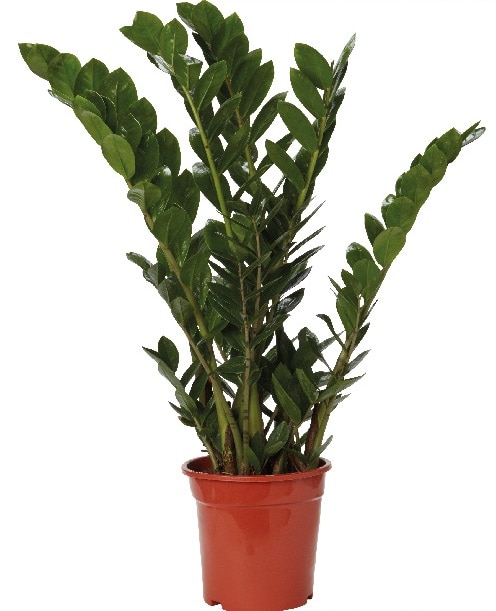 Planta de interior Zamioculas Zamiifloria, D21 cm H95 cm