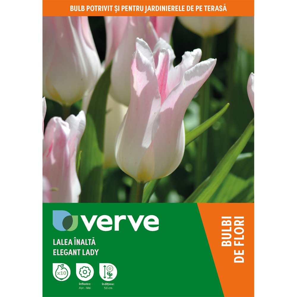 Bulbi Lalea Elegant Lady VERVE, 8 bulbi