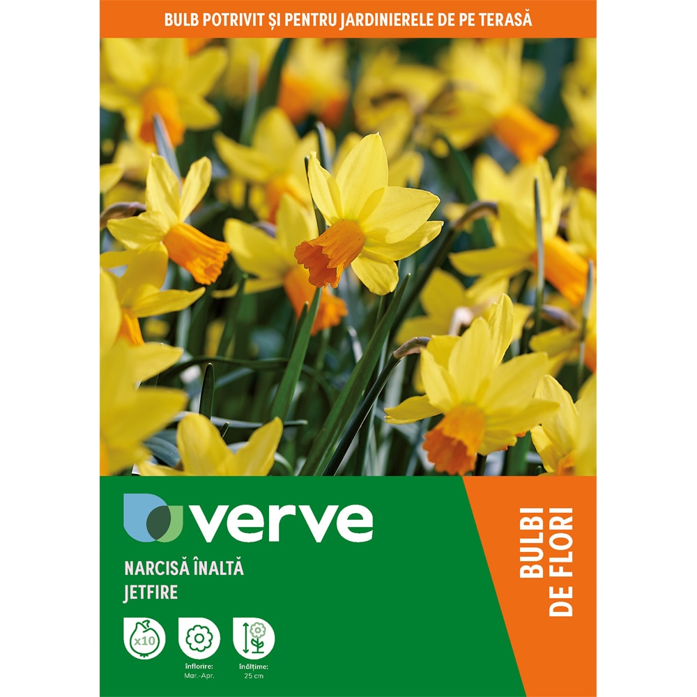 Narcisa pitica Jetfire VERVE, 10 bucati