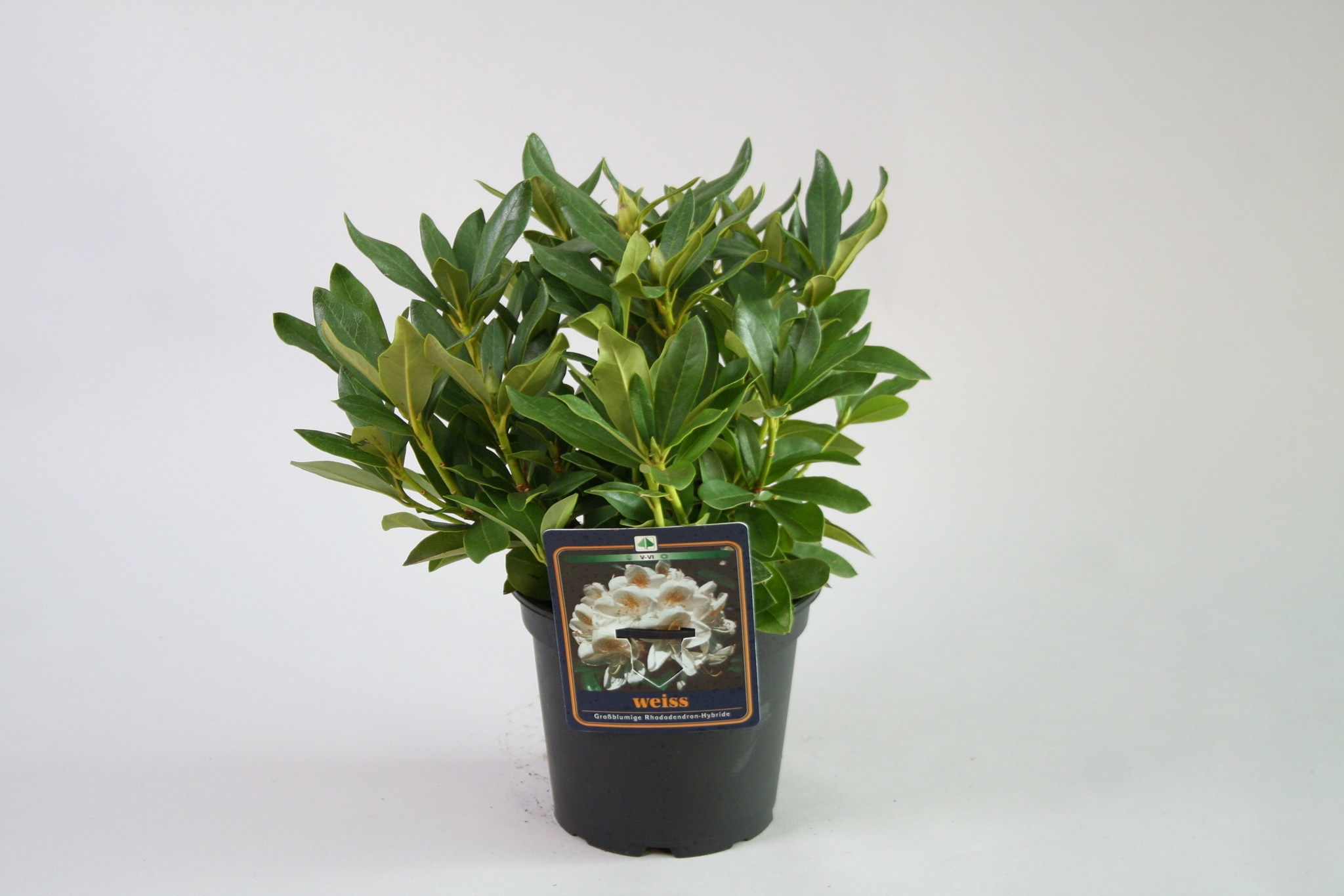 Rhododendron Hardy Hybrid, alb