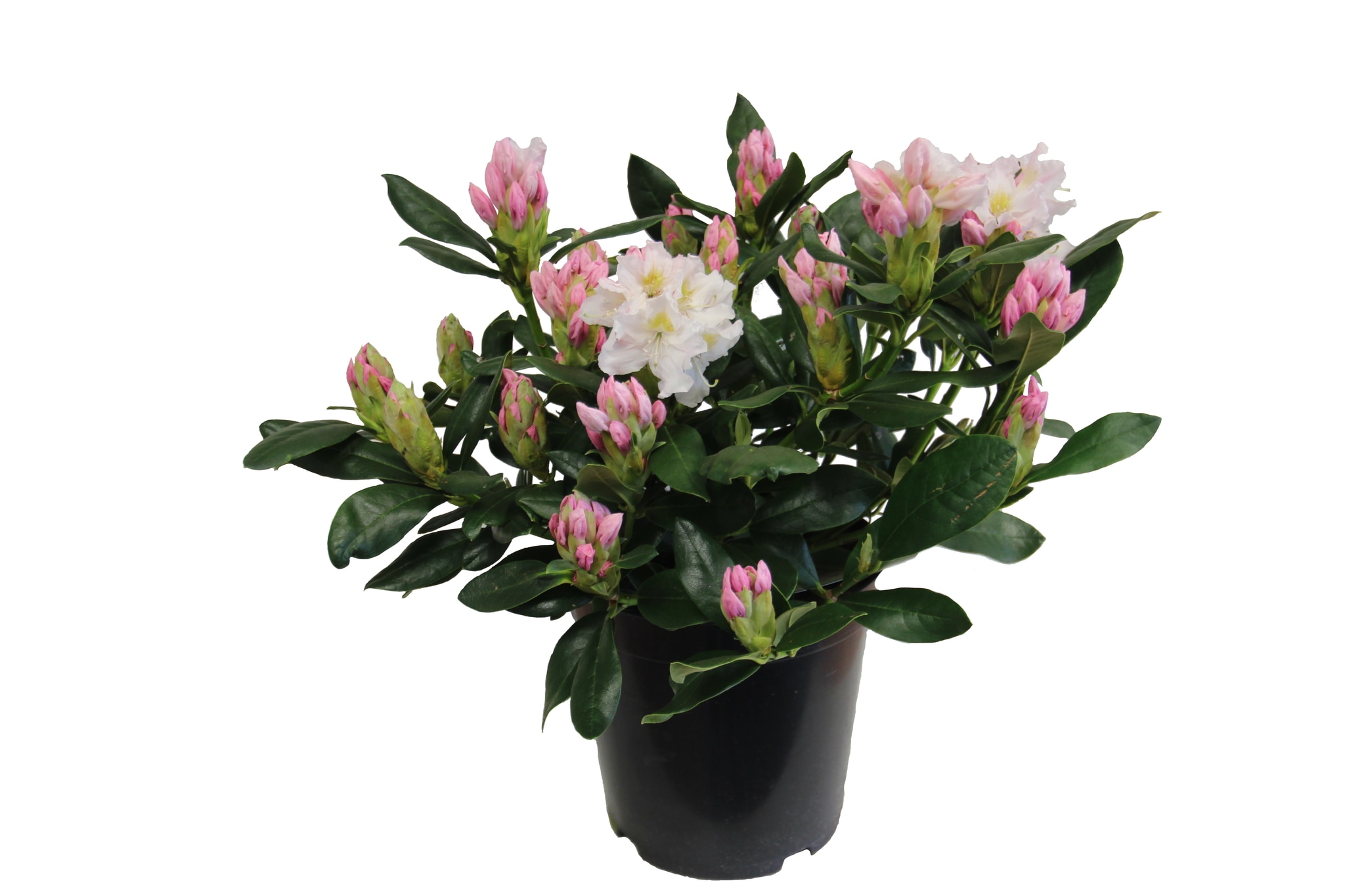 Rhododendron Hardy Hybrid, alb