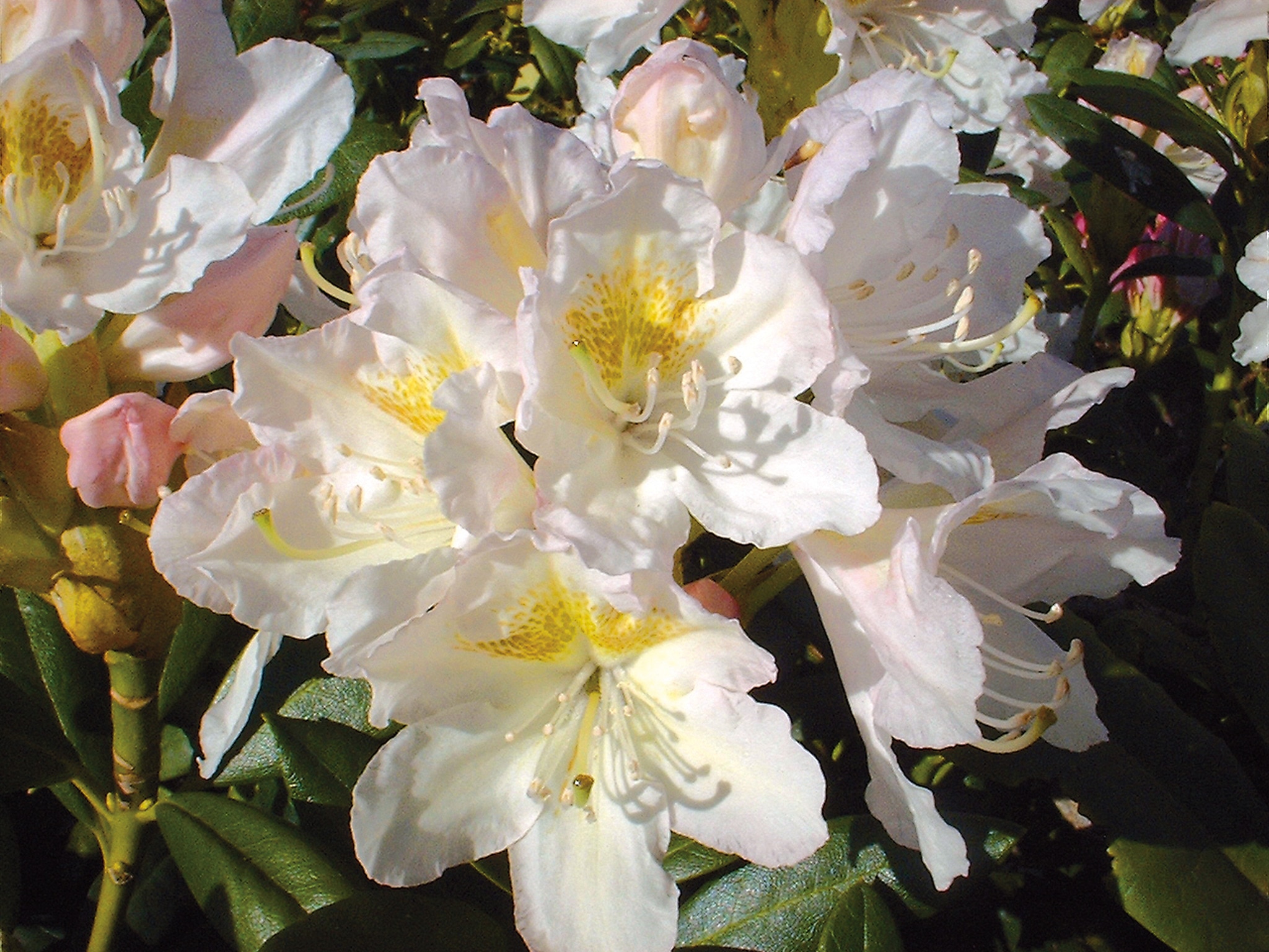 Rhododendron Hardy Hybrid, alb