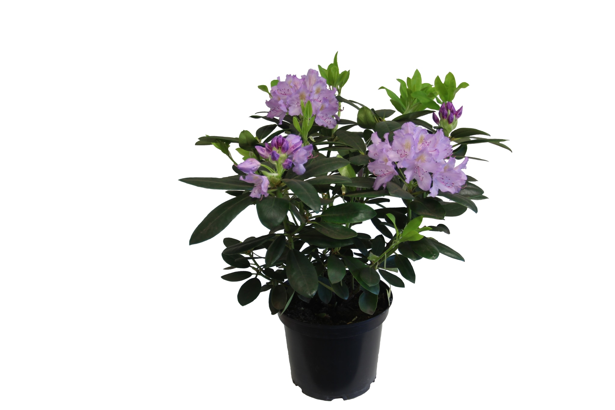 Rhododendron Hardy Hybrid, violet
