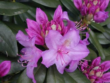 Rhododendron Hardy Hybrid, violet
