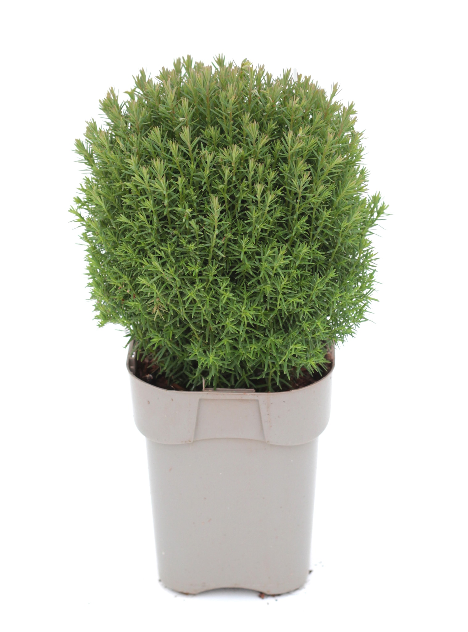 Thuja Teddy (Arbore conifer) in ghiveci de plastic