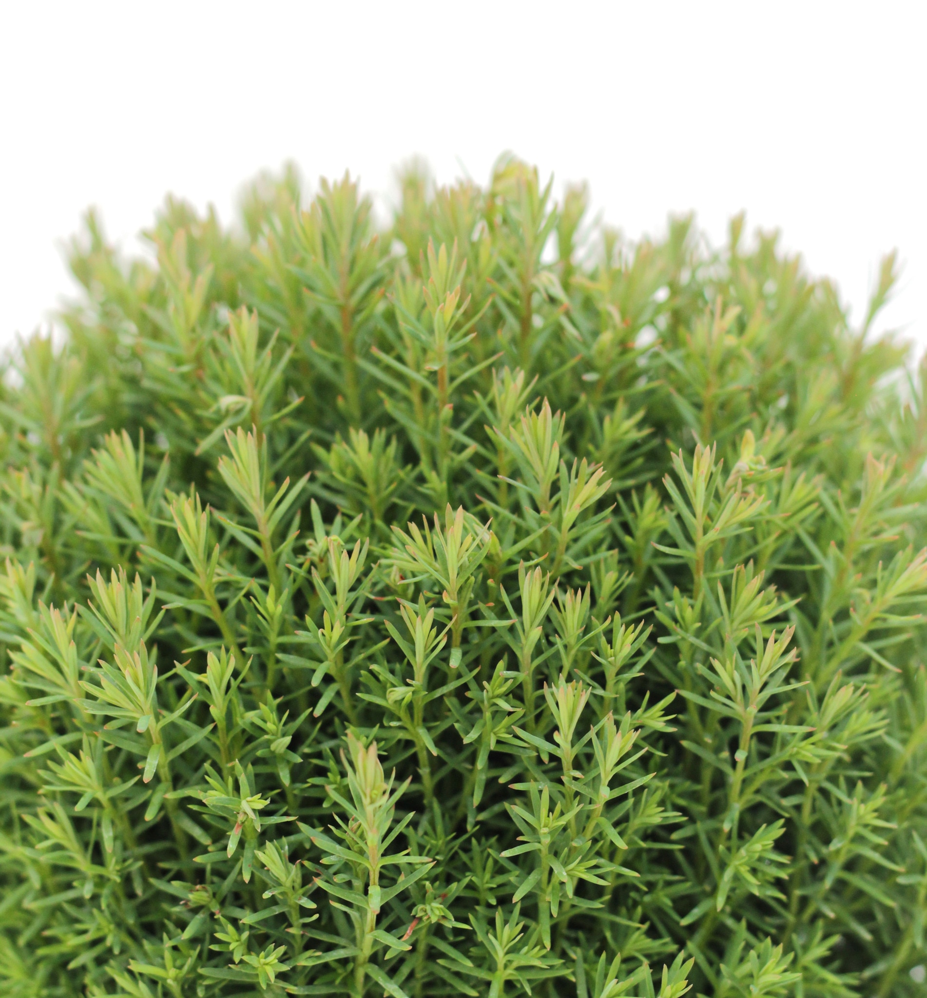 Thuja Teddy (Arbore conifer) in ghiveci de plastic