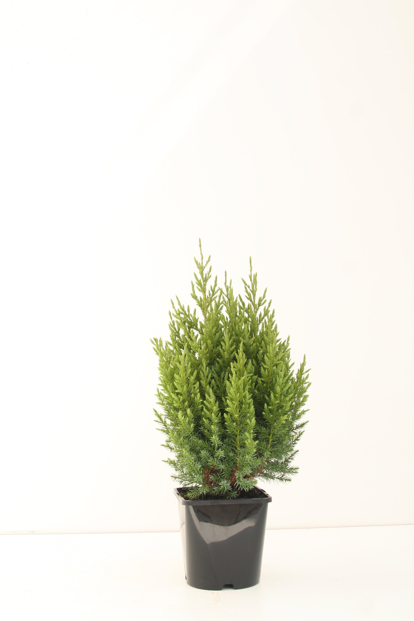 Conifer Stricta