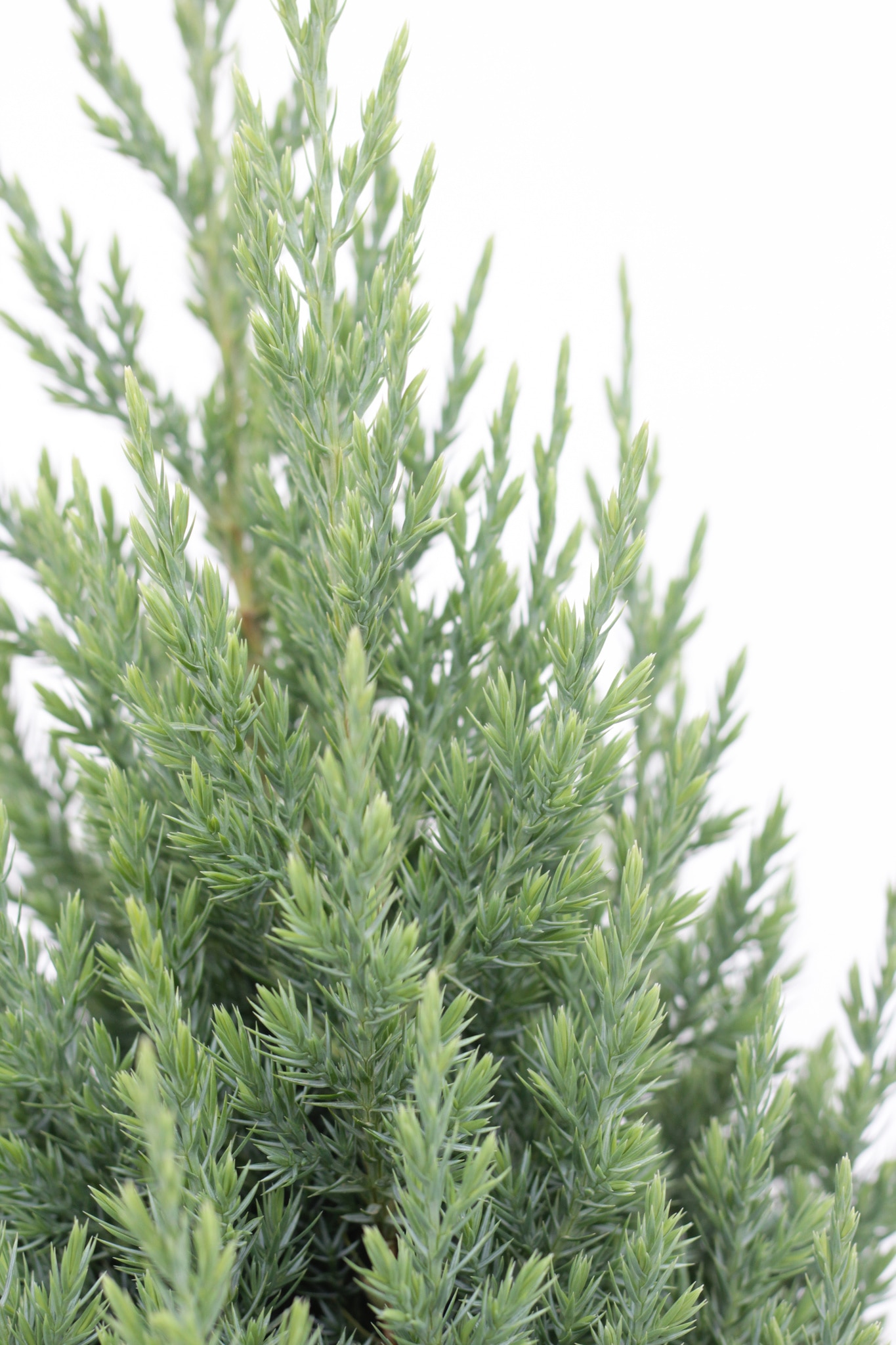 Conifer Stricta