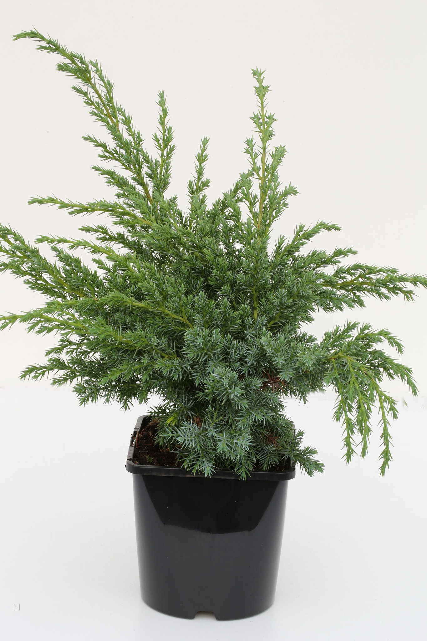 Conifer Albastru Swede