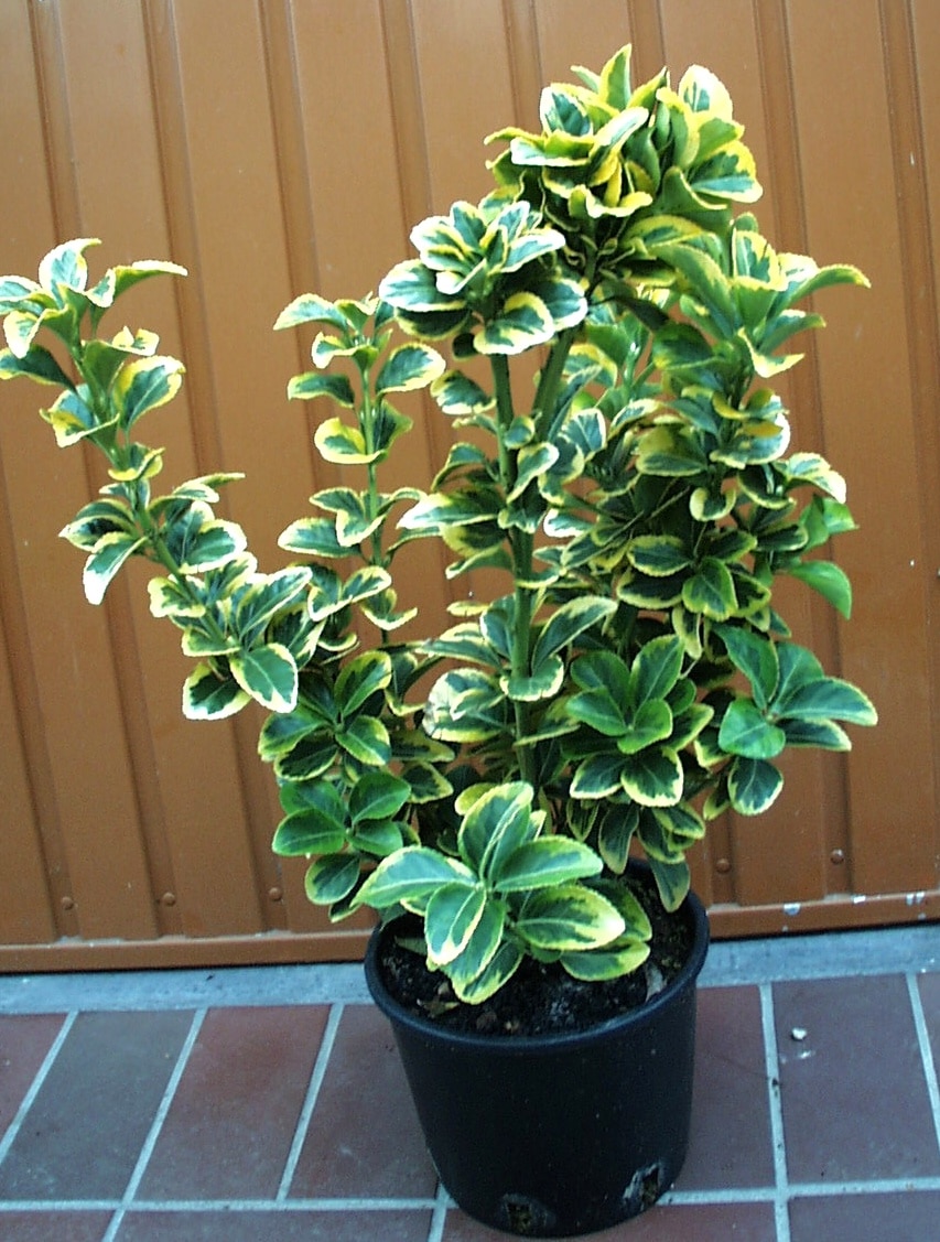 Arbust Euonymus Aurea