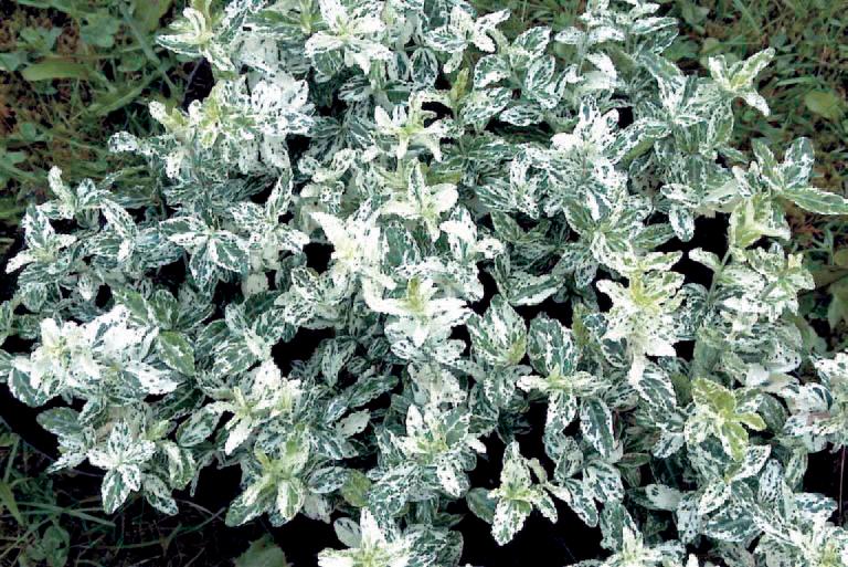 Arbust Euonymus Harlequin