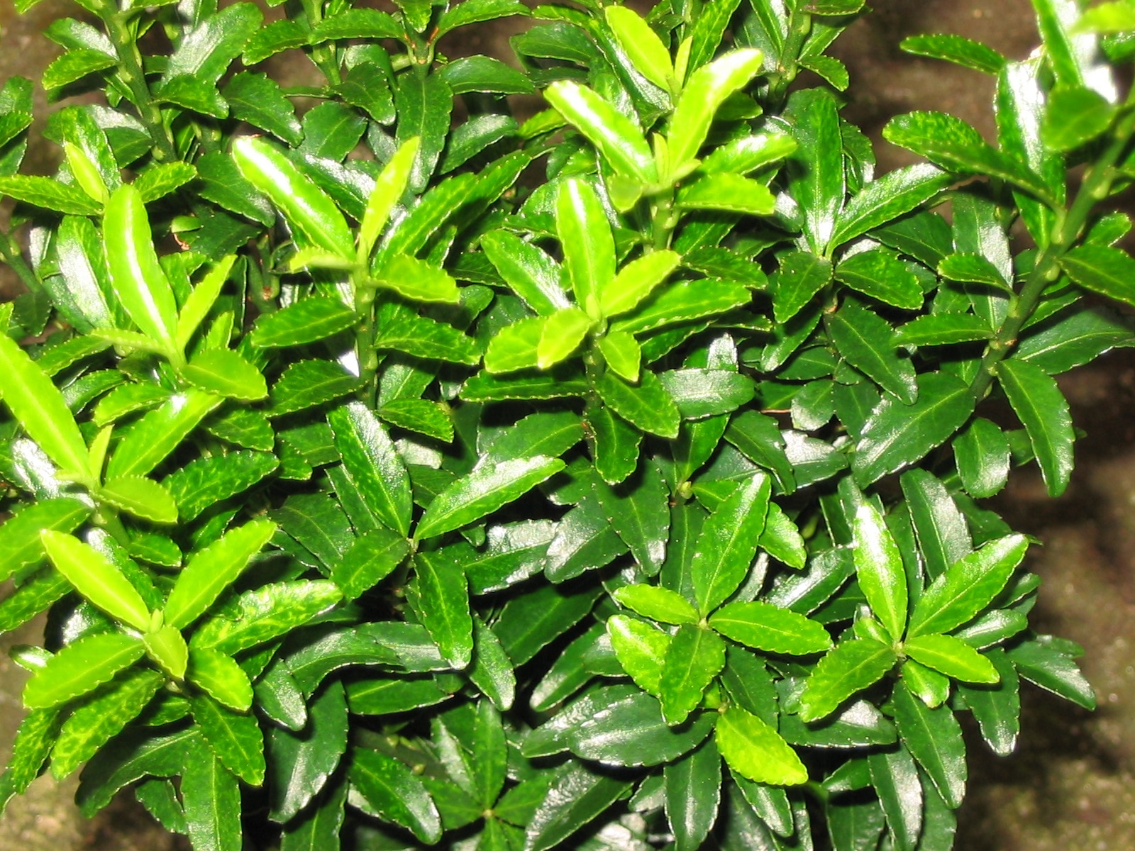 Arbust Euonymus Microphyllus