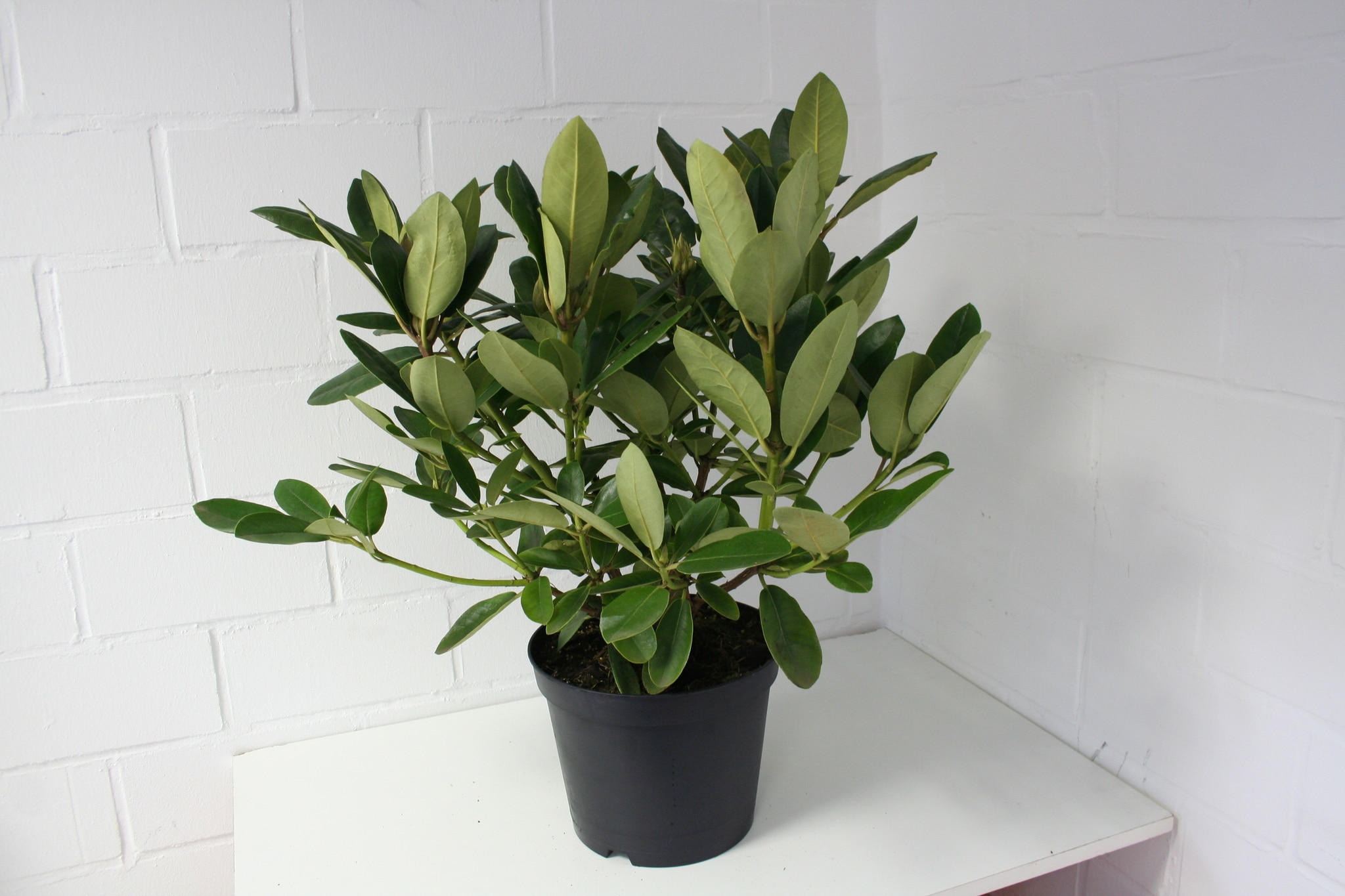 Rhododendron Hardy Hybrid, roz