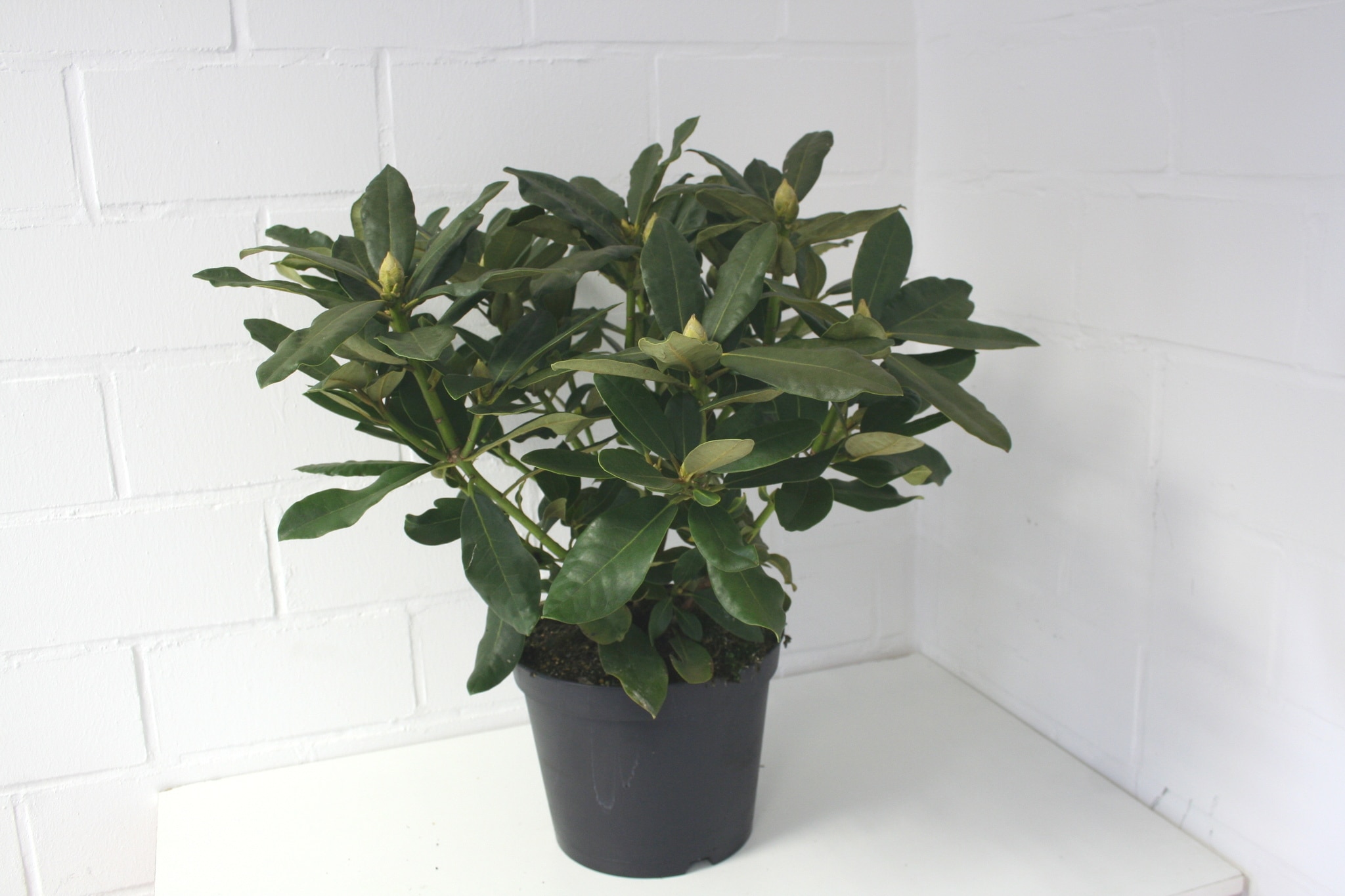 Rhododendron Hardy Hybrid, rosu