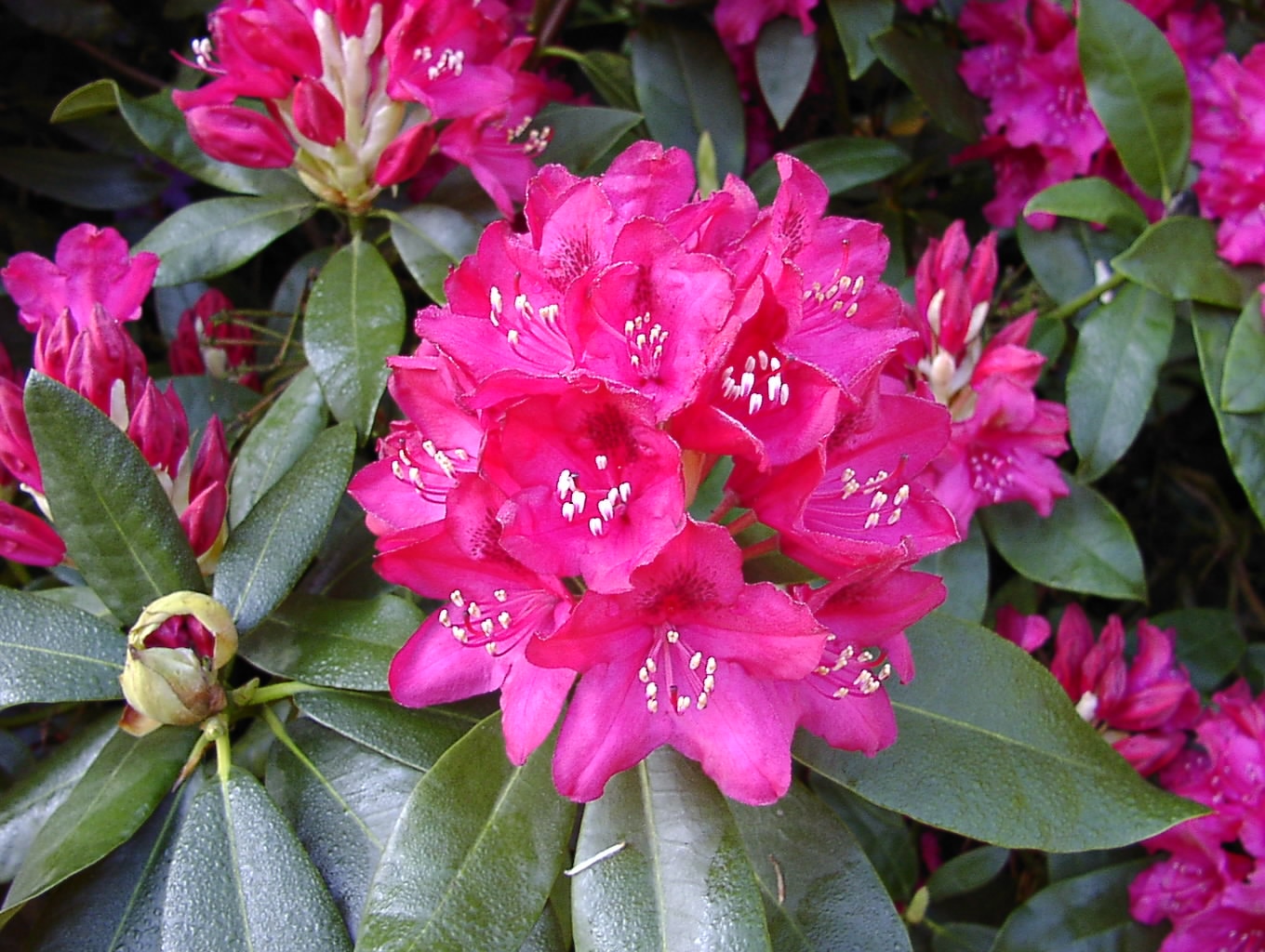 Rhododendron Hardy Hybrid, rosu