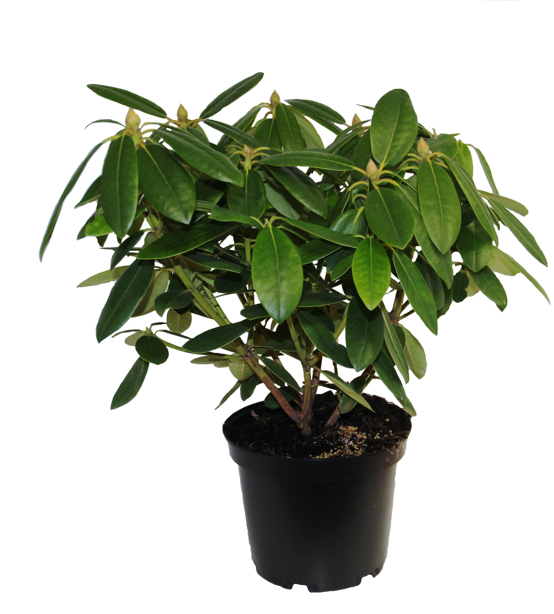 Rhododendron Hardy Hybrid, violet