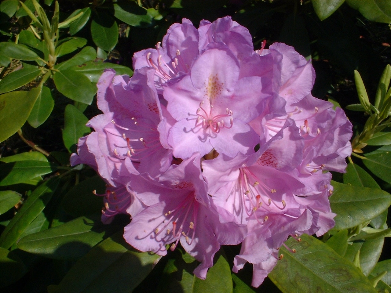Rhododendron Hardy Hybrid, violet