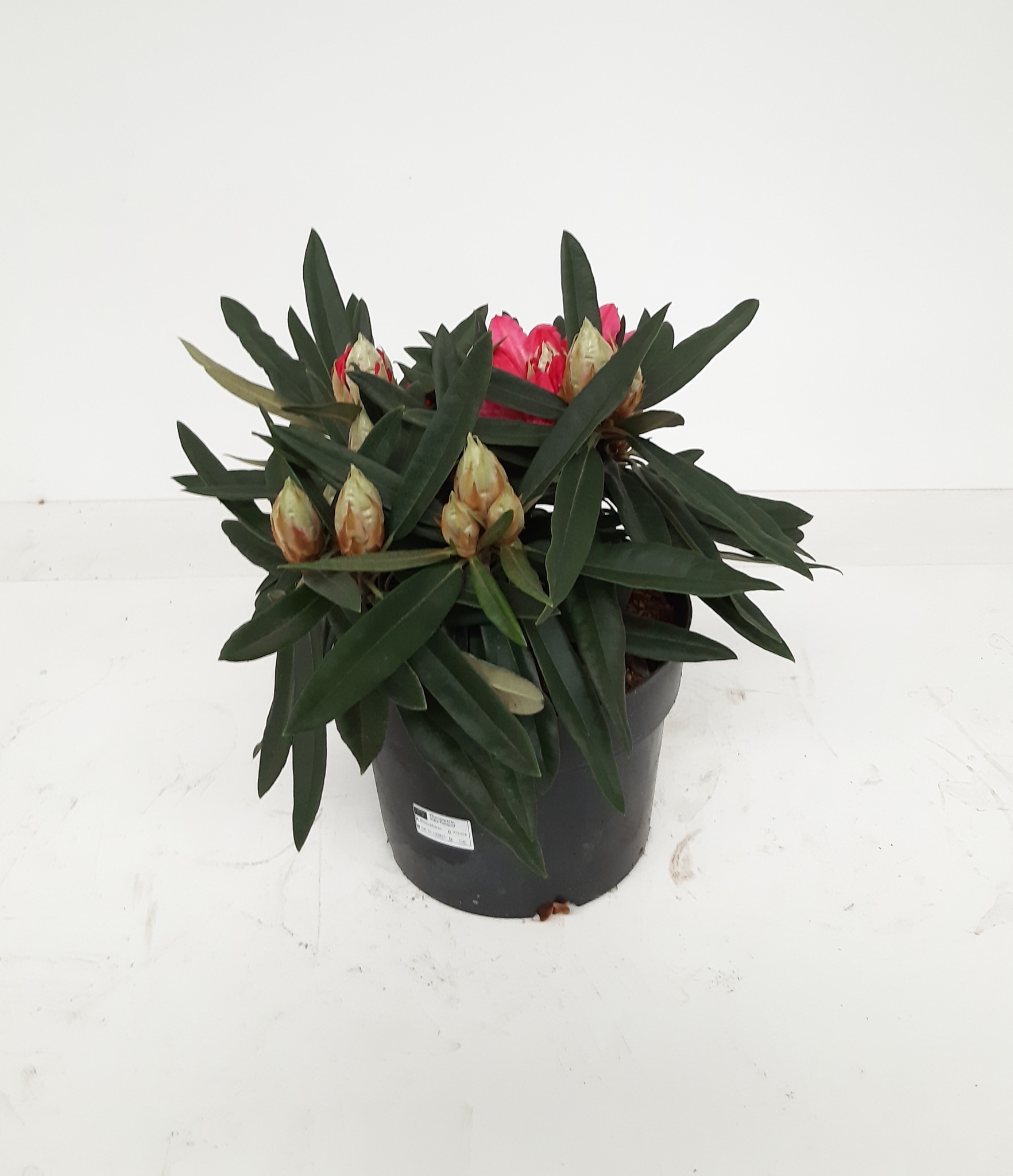 Rhododendron Rosa Perle