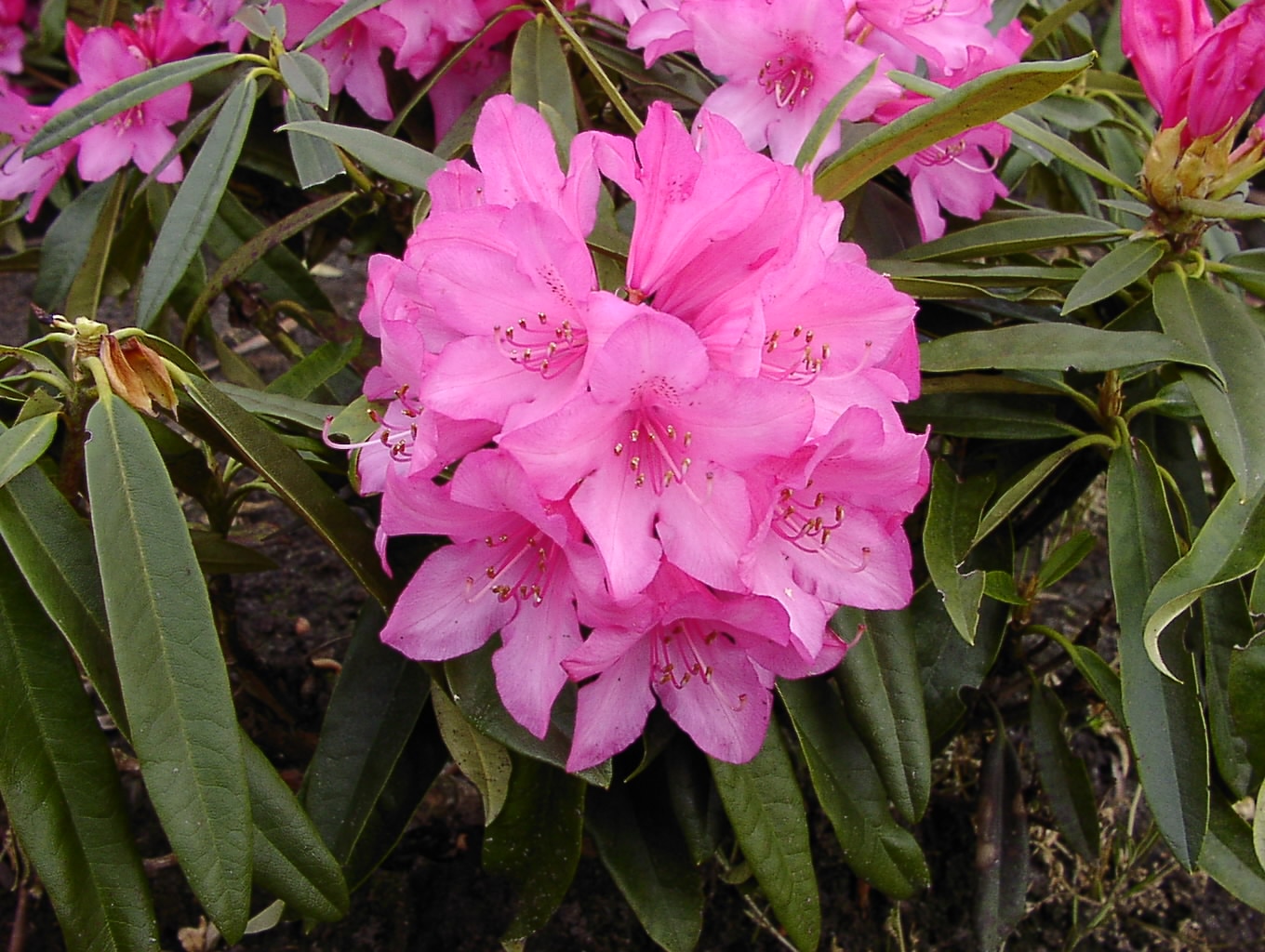 Rhododendron Rosa Perle