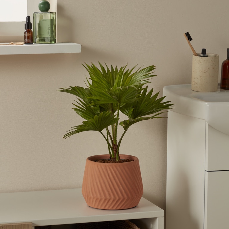 Planta de interior Palmier Livistona D12 cm H30 cm