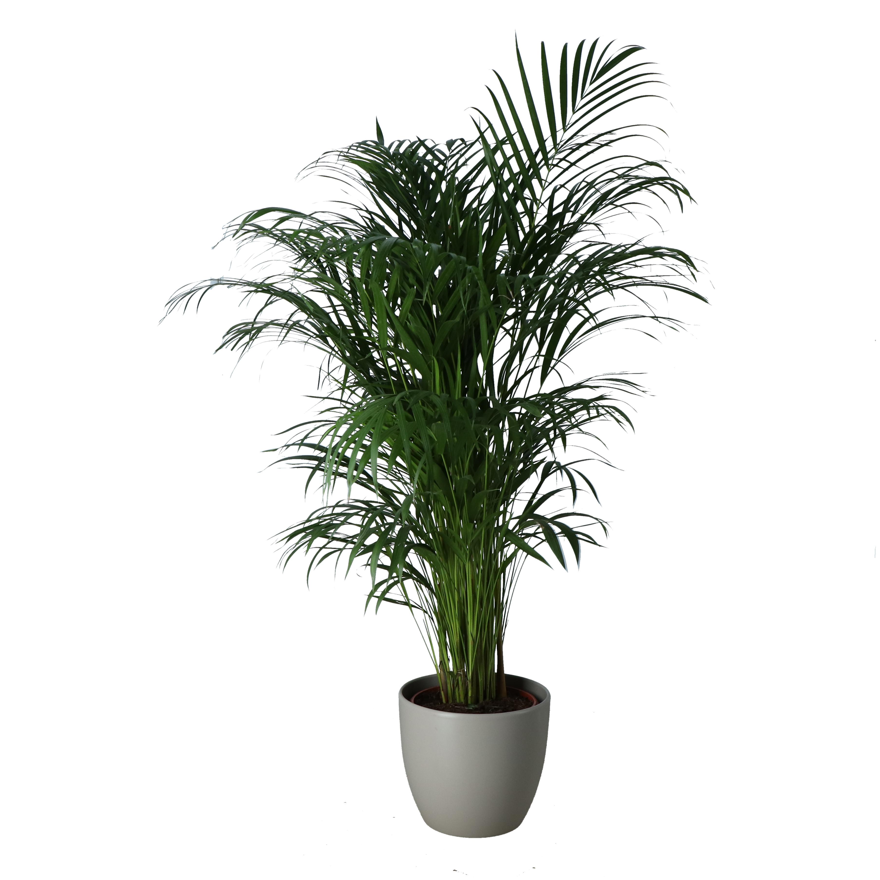 Palmier fluture, ghiveci ceramic, 24 cm