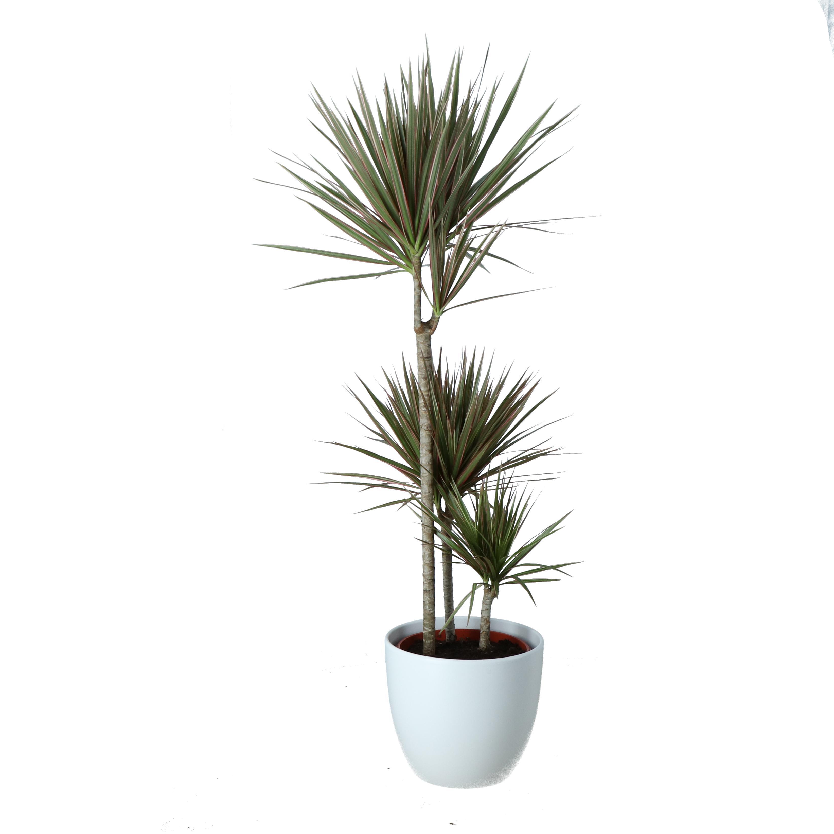Planta Dracaena bicolora, ghiveci ceramic 24 cm