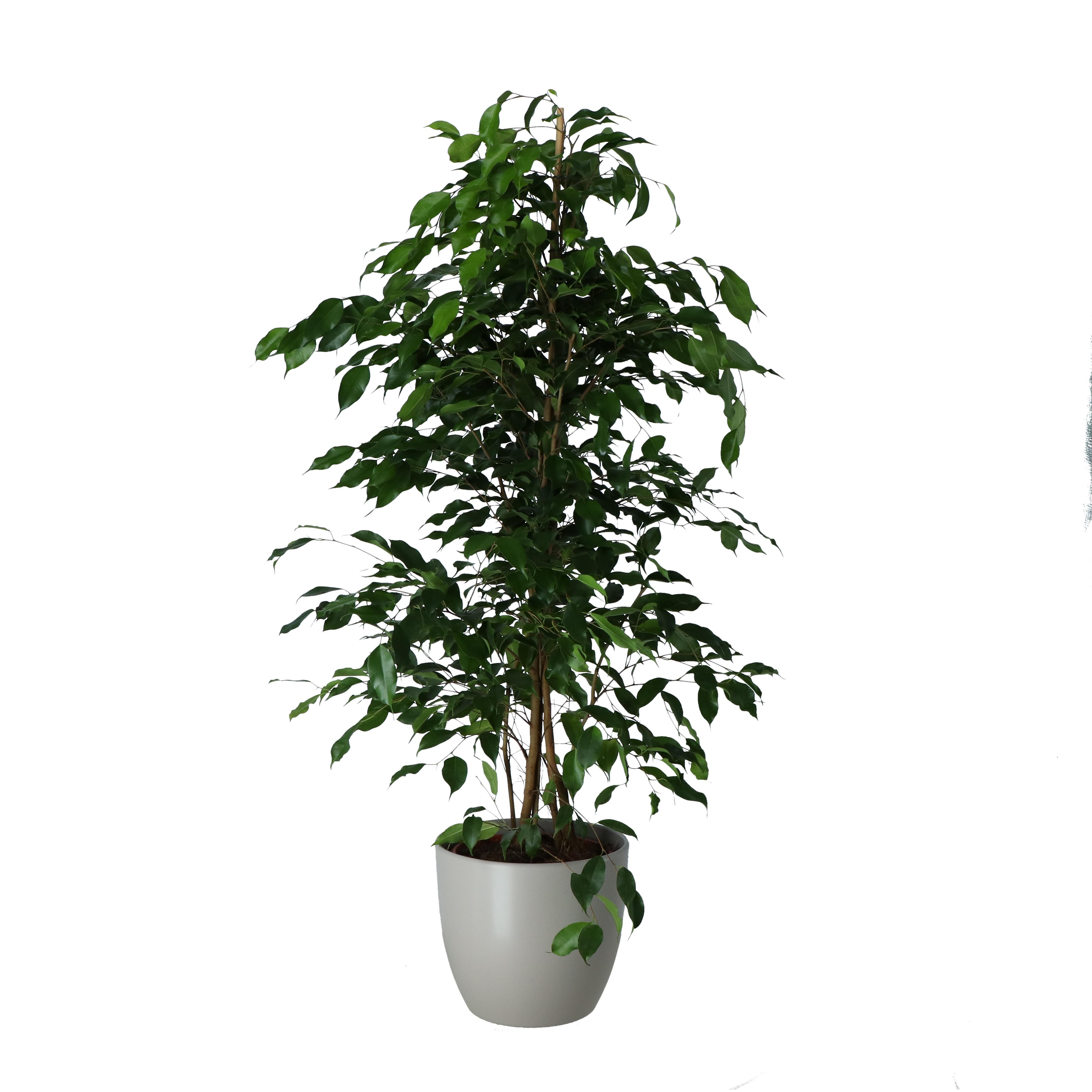 Ficus exotica, ghiveci ceramic  GoodHome