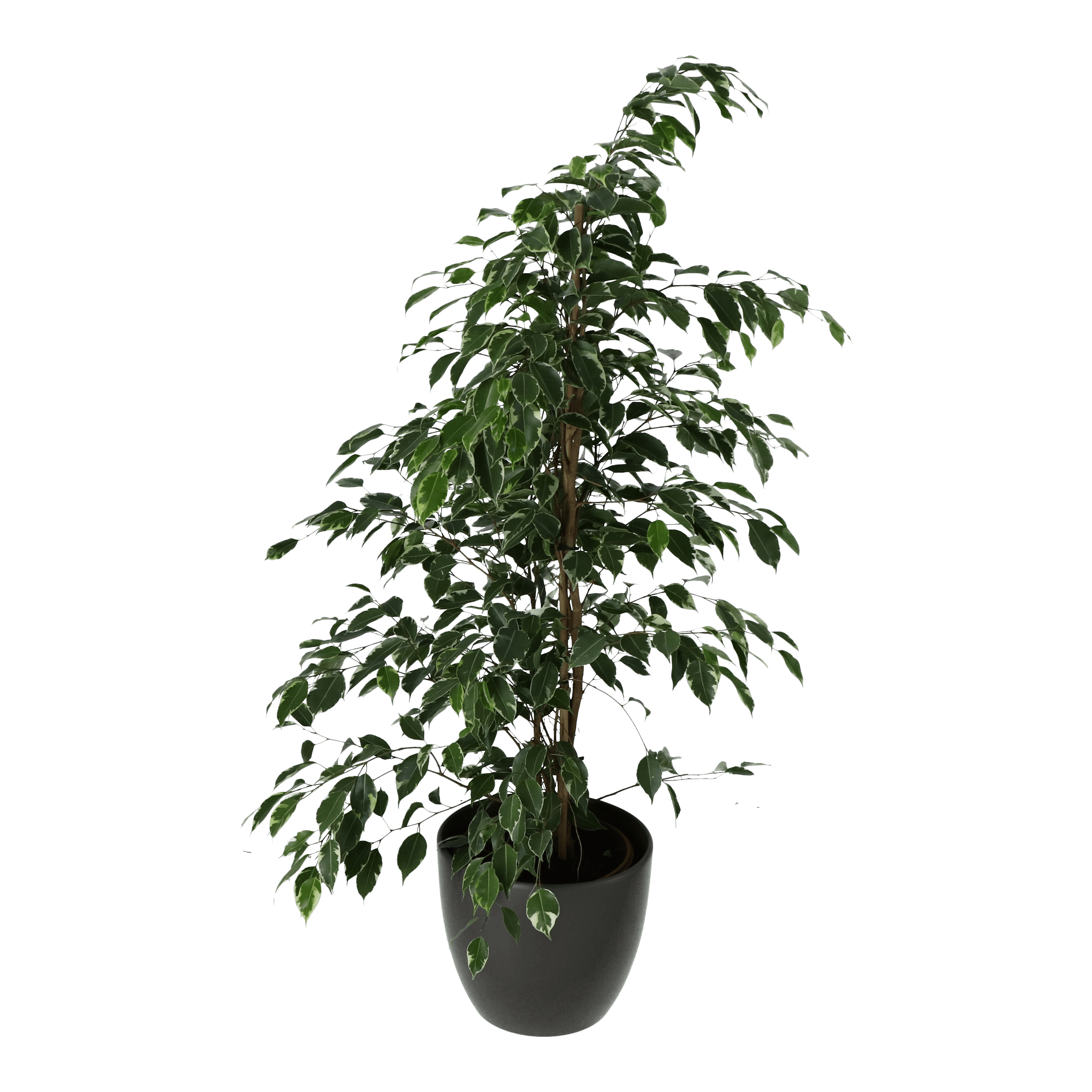 Ficus golden, ghiveci ceramic, diametru 24 cm