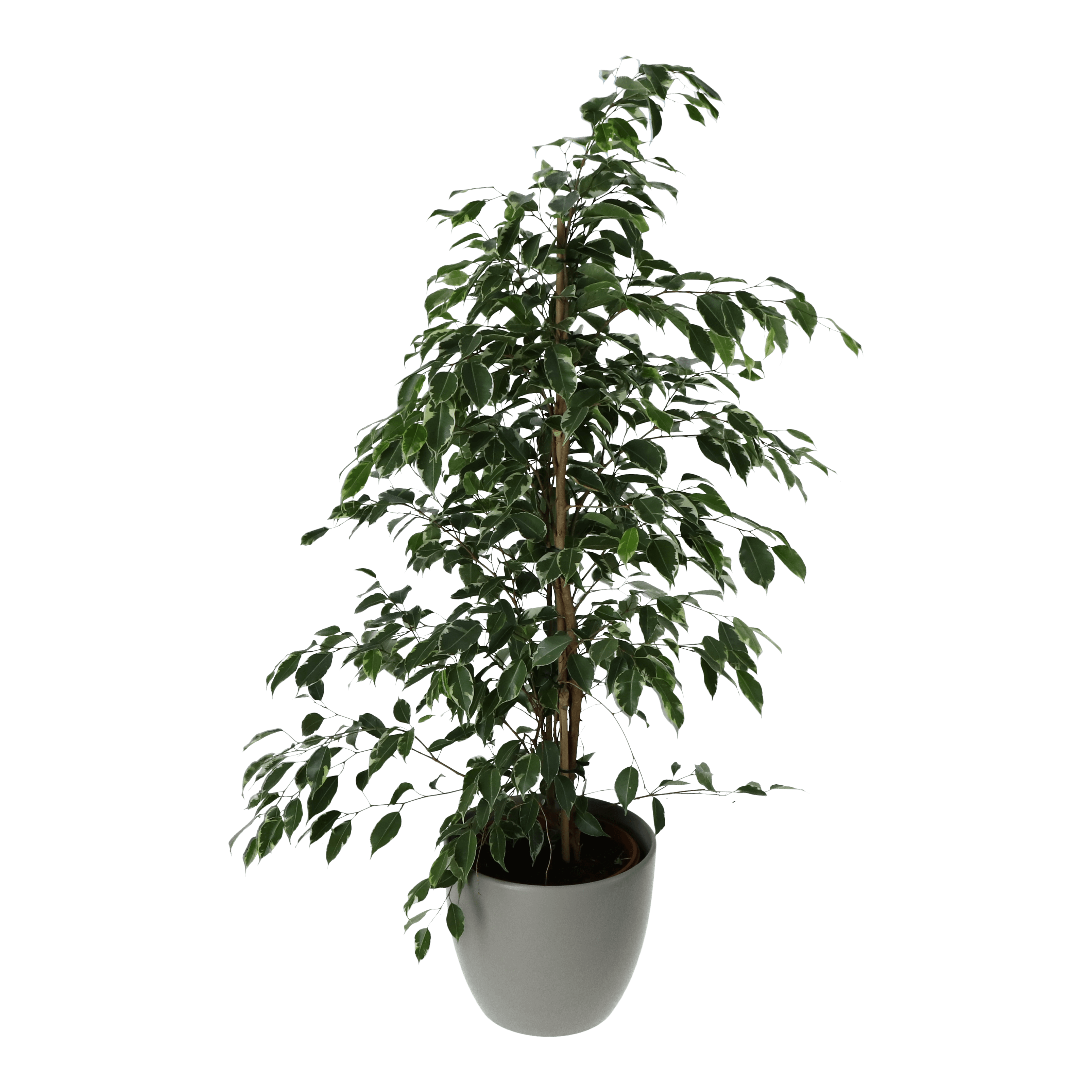 Ficus golden, ghiveci ceramic, diametru 24 cm