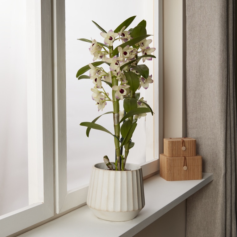 Ghiveci din Teracota, Bej, 16 cm Verve