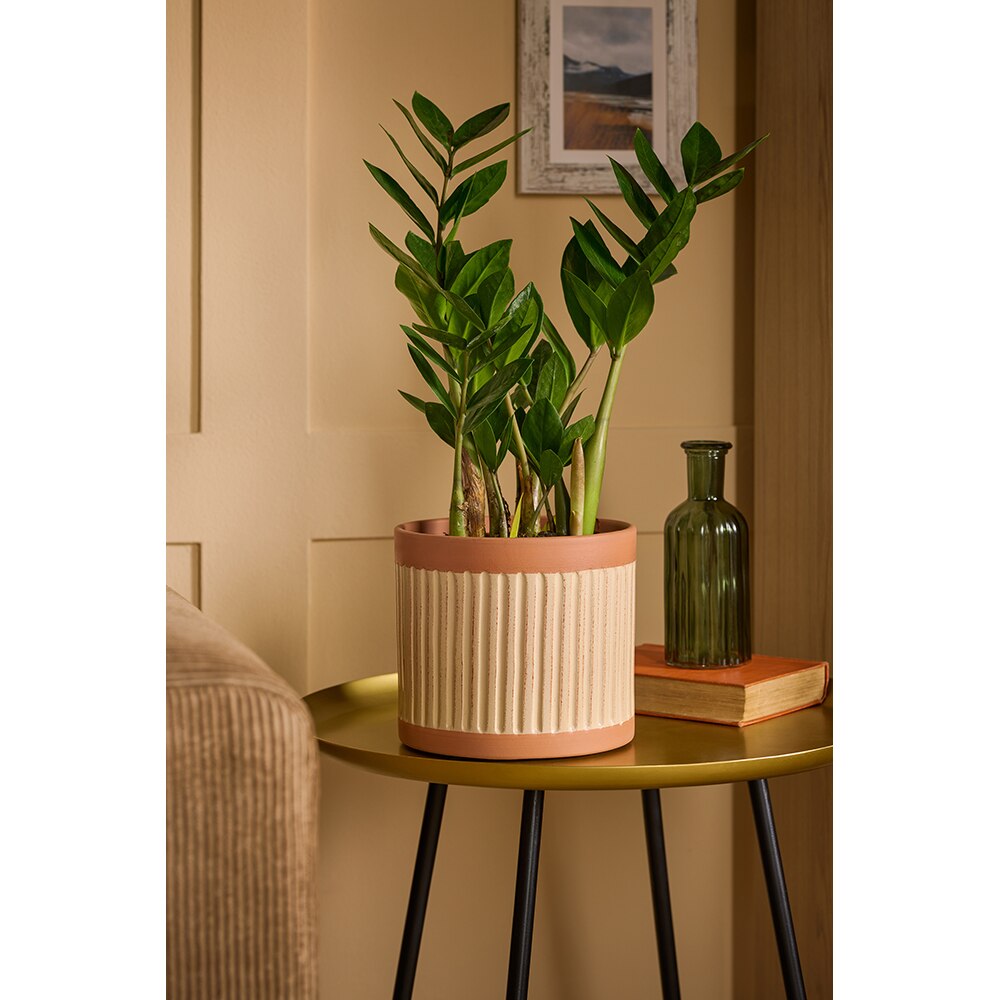 Ghiveci flori VERVE, teracota, D 19 cm, crem