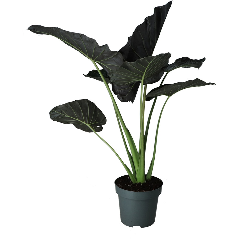 Planta Alocasia Regal Shield, D35 cm, H145 cm