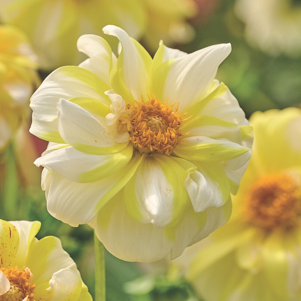 Bulbi Dalii Fire and Ice Lemon, galben