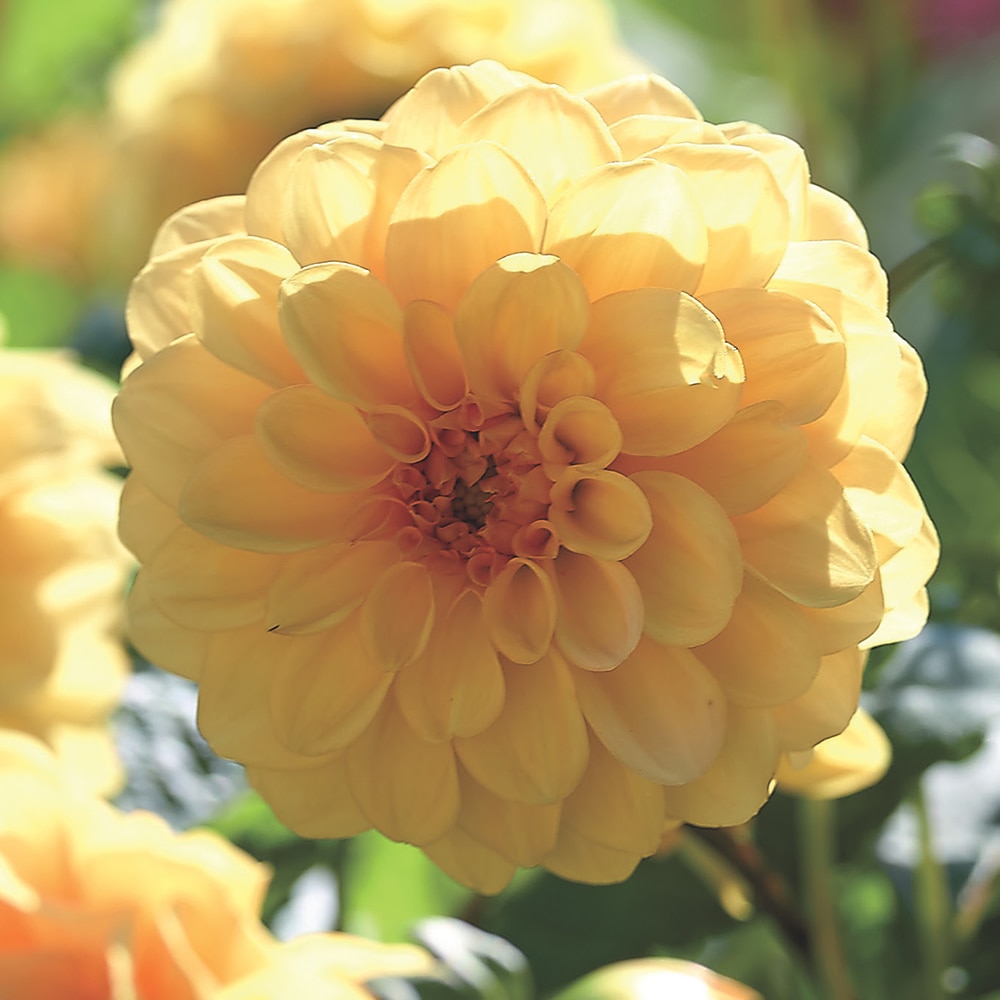 Bulbi Dalii Pompon Golden Scepter, galben