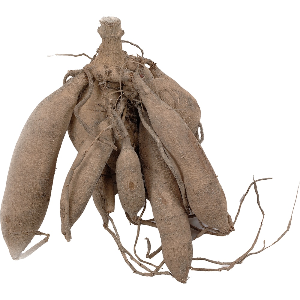 Bulbi Dalii Pompon Golden Scepter, galben