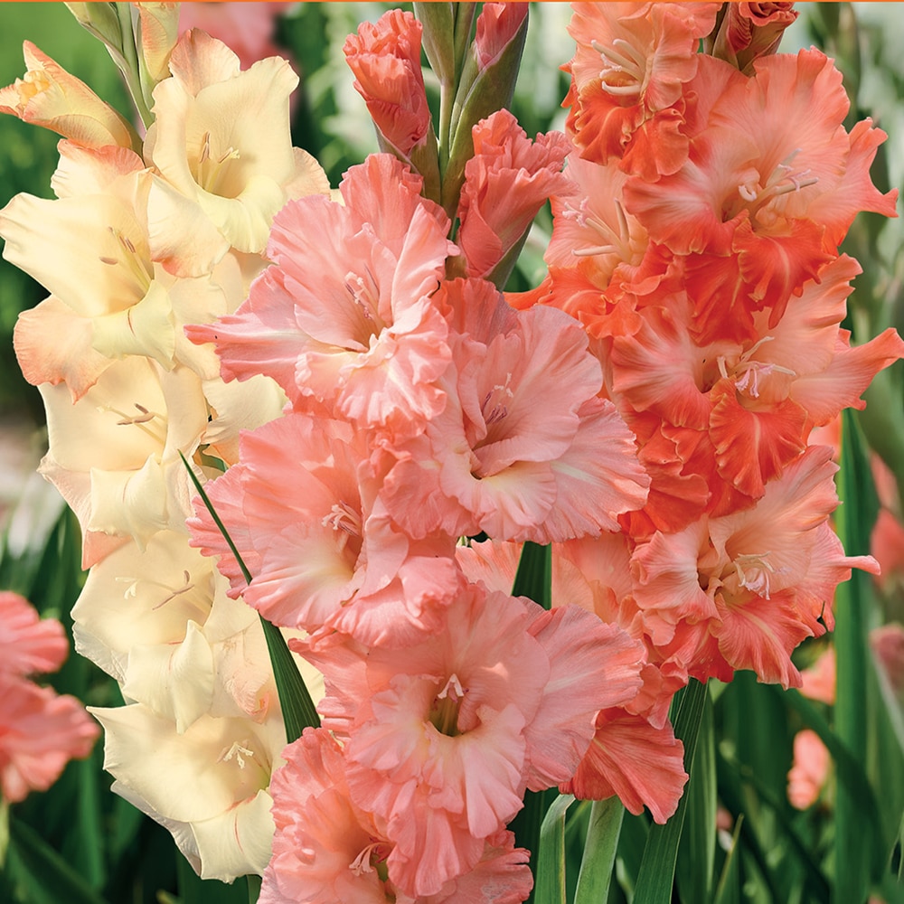 Bulbi Gladoile Summer Blush, 10-12 cm