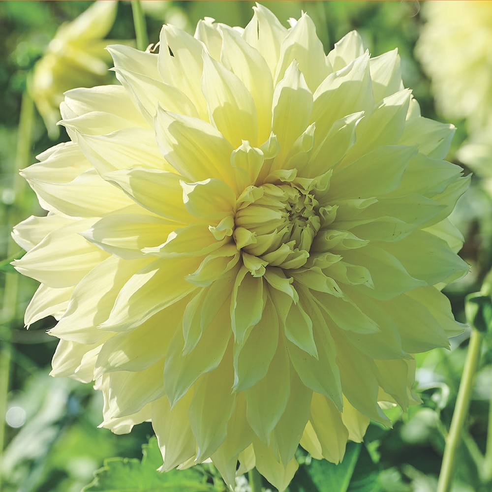 Buldi Dalie decorativa Kelvin Floodlight, galben