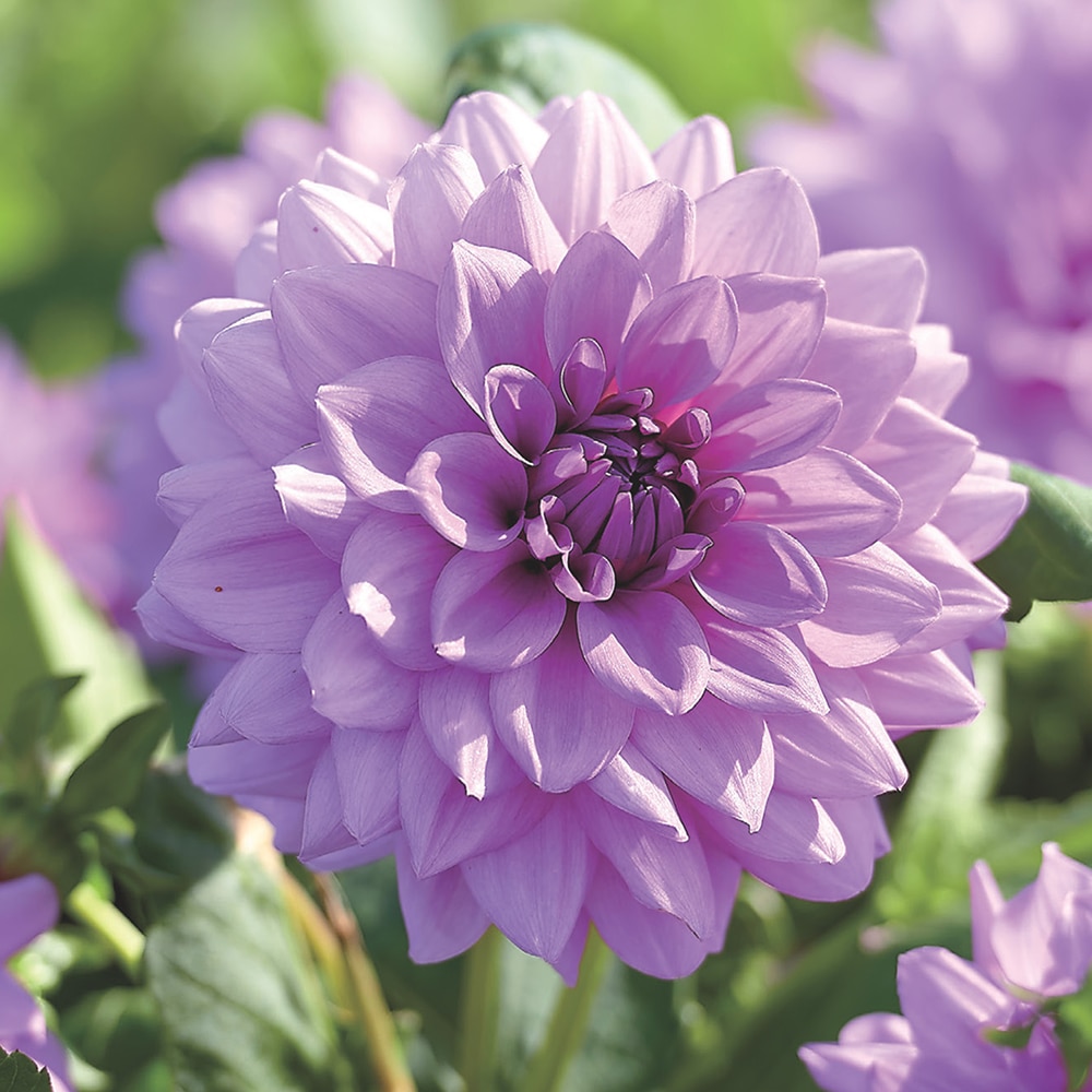 Bulbi Dalii decorative Blue Boy, mov