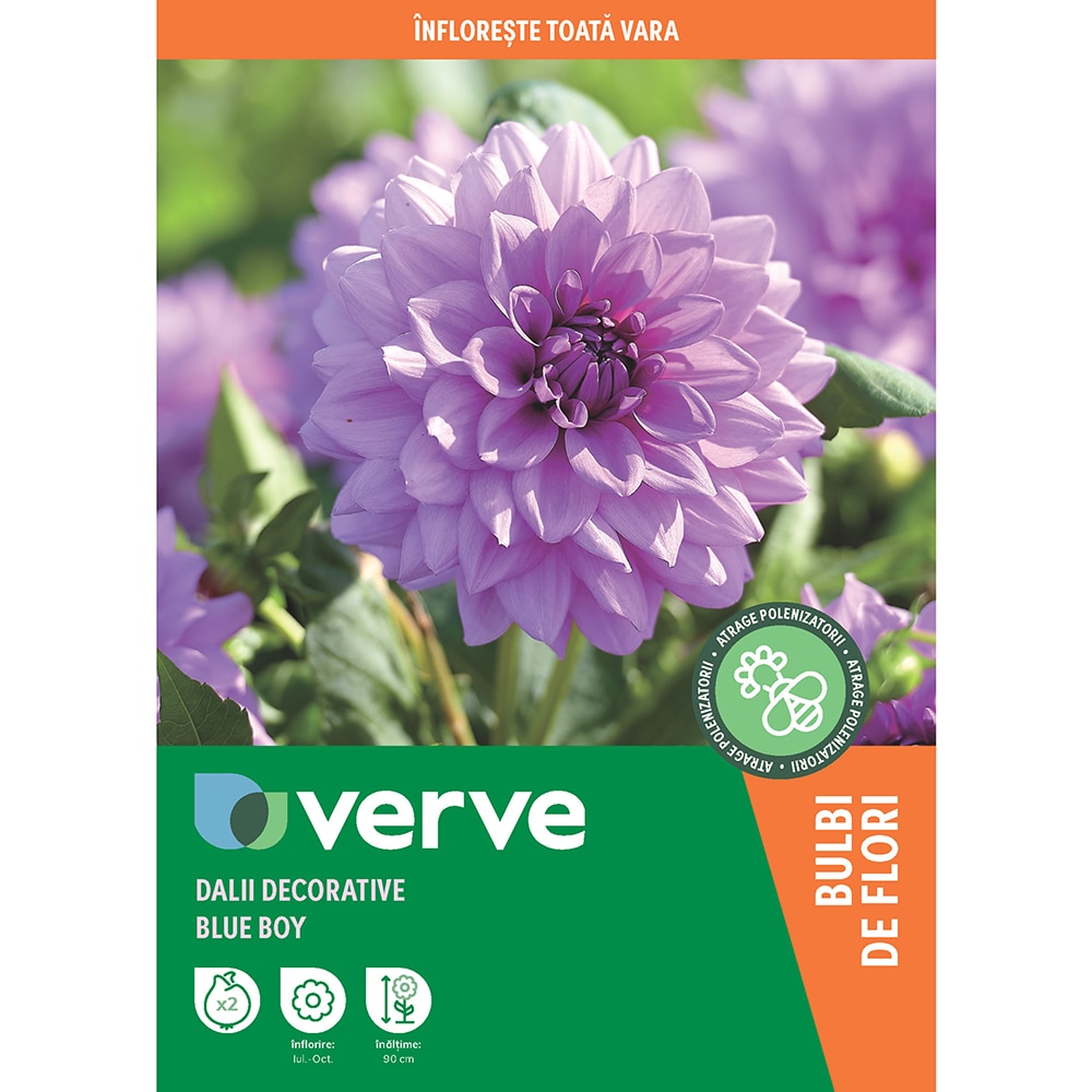 Bulbi Dalii decorative Blue Boy, mov