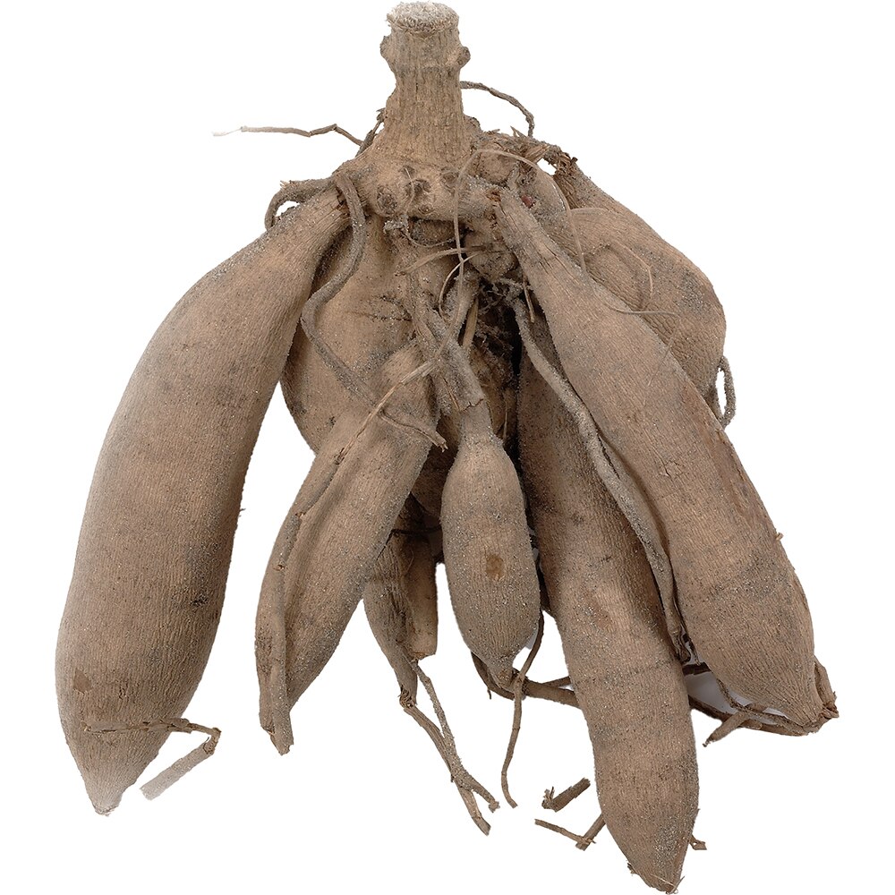 Bulbi Dalii decorative Blue Boy, mov