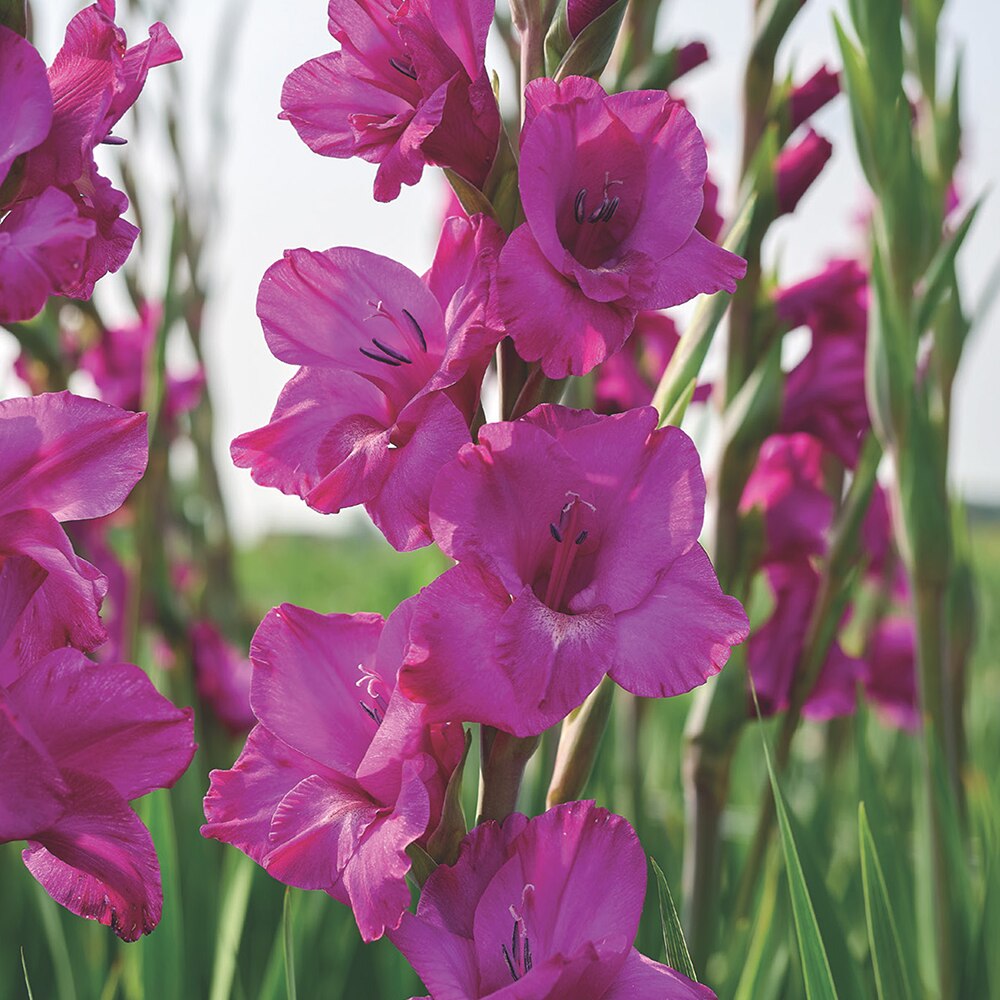 Bulb Gladiole Aurora, 10-12 cm, mov