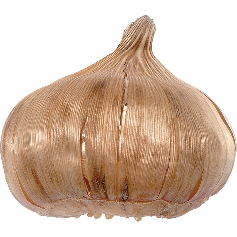 Bulb Gladiole Aurora, 10-12 cm, mov