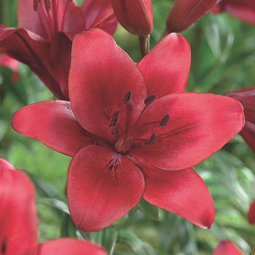 Bulbi Crini Asiatici Orfeo, 14-16 cm, rosu