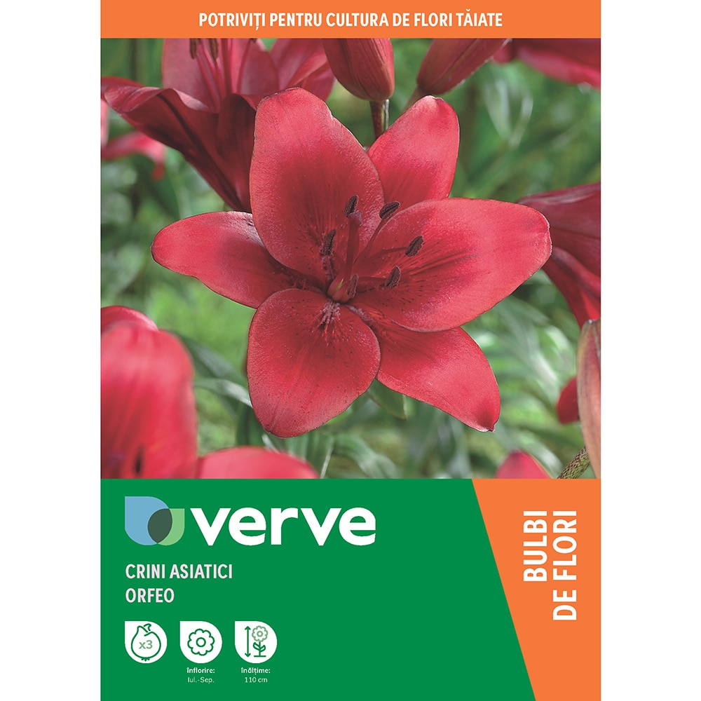 Bulbi Crini Asiatici Orfeo, 14-16 cm, rosu