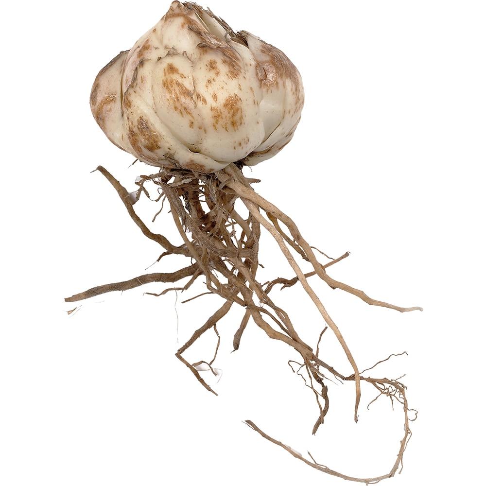 Bulbi Crini Asiatici Orfeo, 14-16 cm, rosu